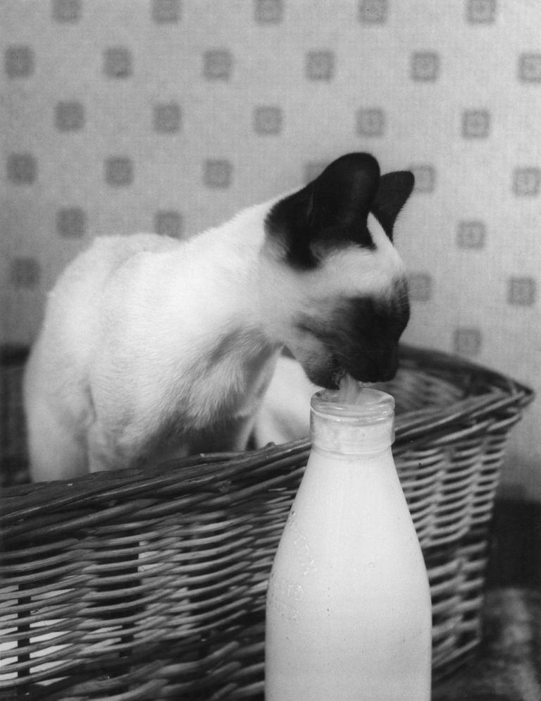 Siiami kass piimaga maiustas. 1960dad.