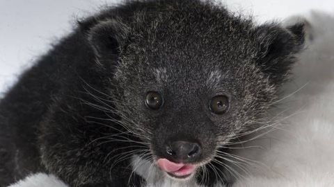 В Эстонском зоопарке впервые родился детеныш экзотического животного!