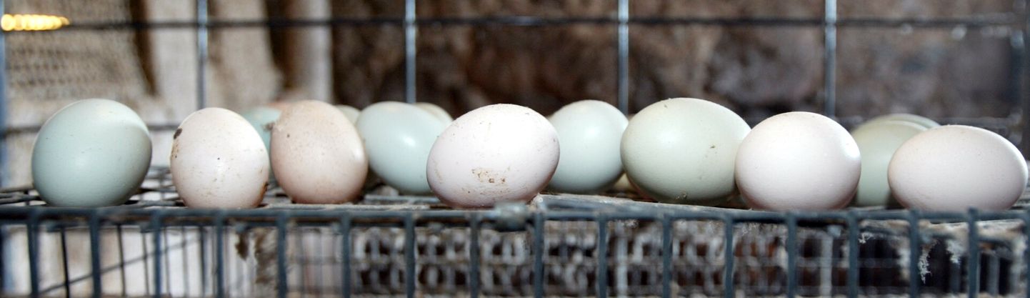 Eesti tootjad saaksid tarbijat munaga varustada oluliselt rohkem, ent odavam importmuna teeb selle olukorra keeruliseks.
