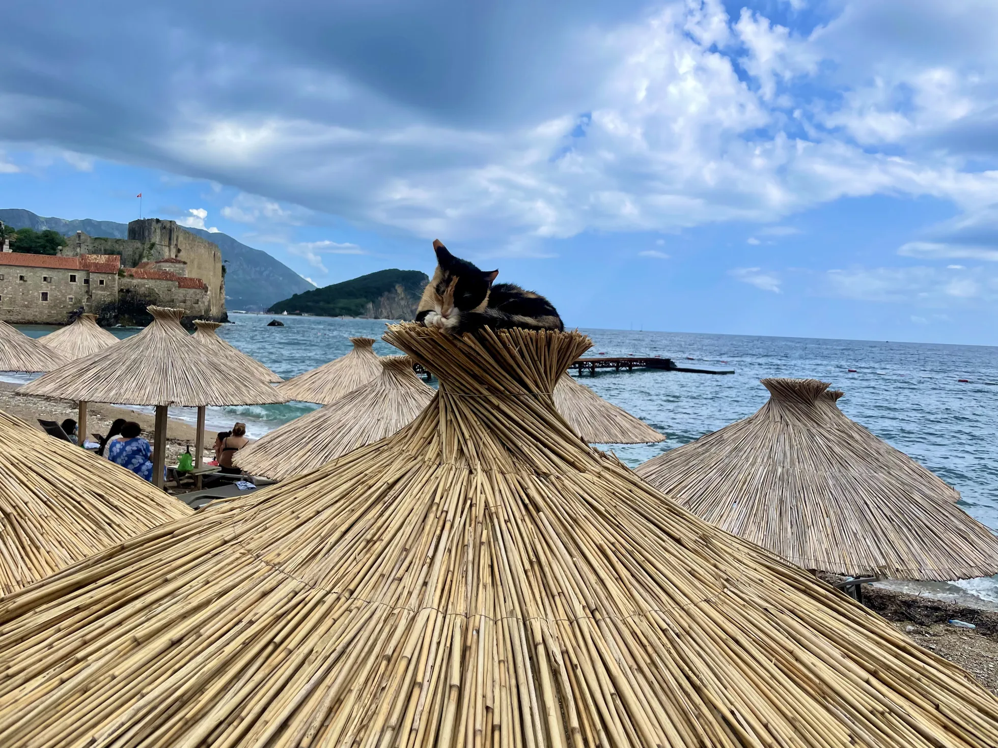 Montenegro, kassid on siin kuningannad.