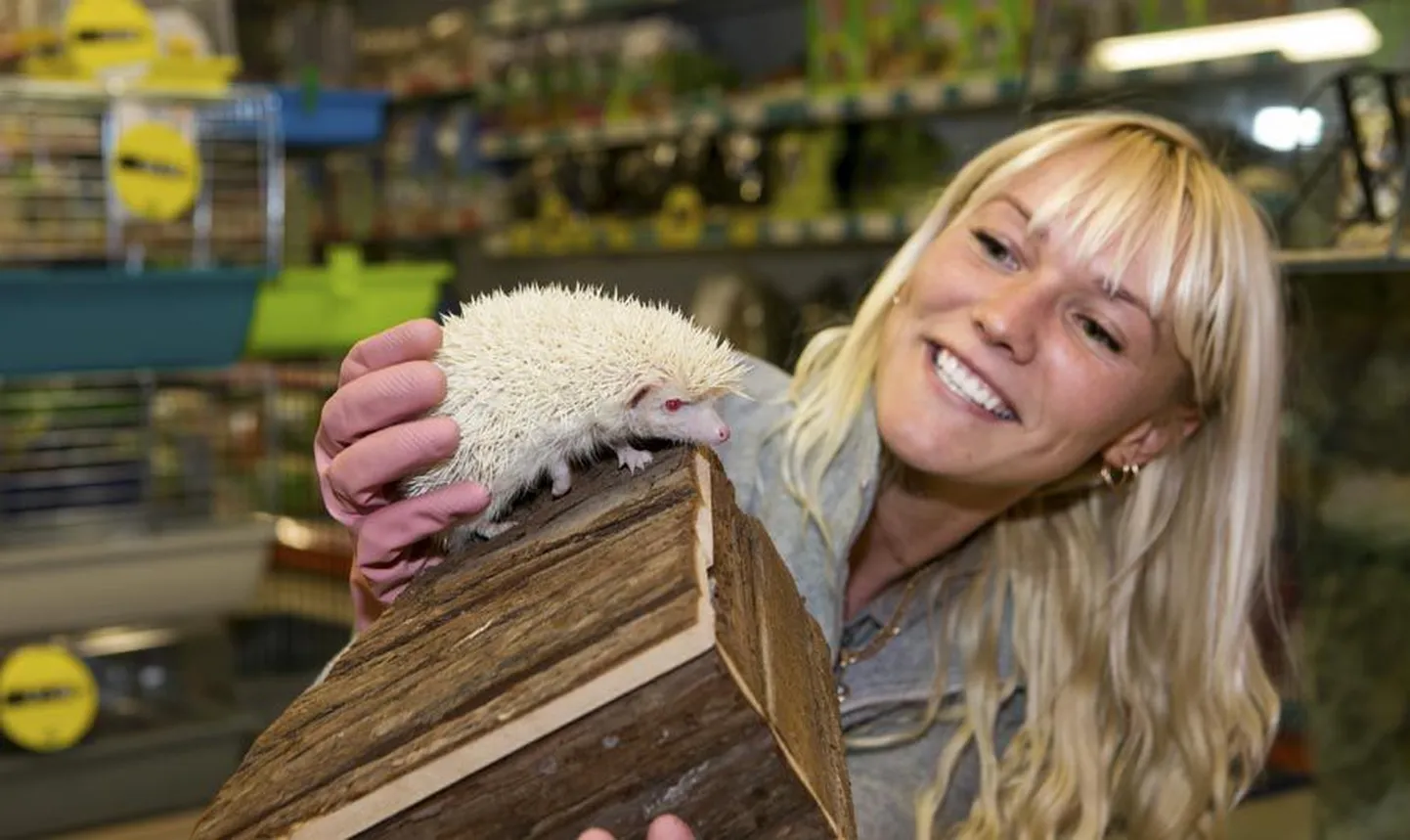 Zoo Planeti Viljandi juhataja Jekaterina Ivanova näitab ühte eksootilist tegelast, keda Viljandi loomapoest endale soetada saab - Aafrika neljavarbalist siili.
