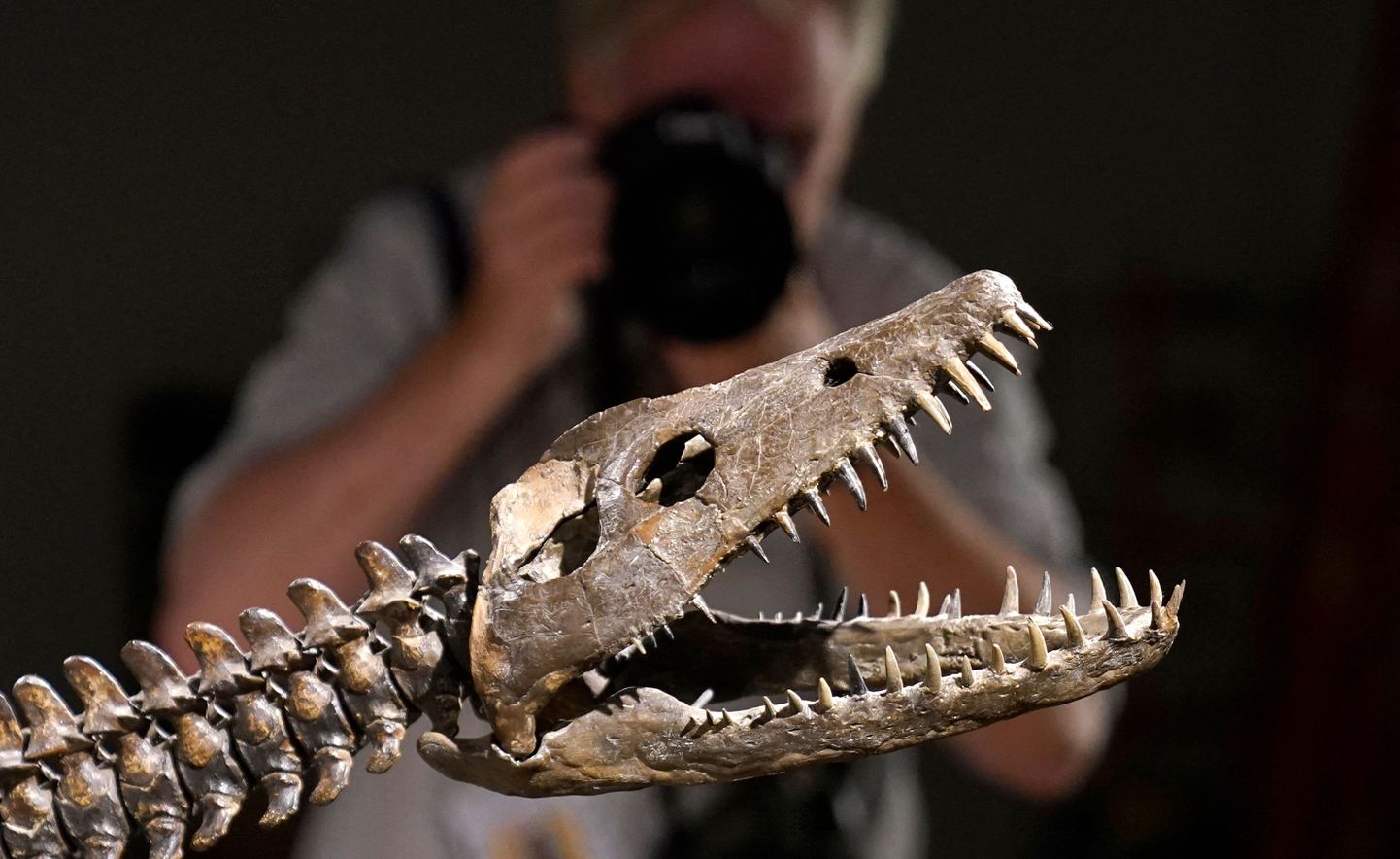 Lochi Nessi koletist meenutava plesiosauruse skelett oksjonimajas.