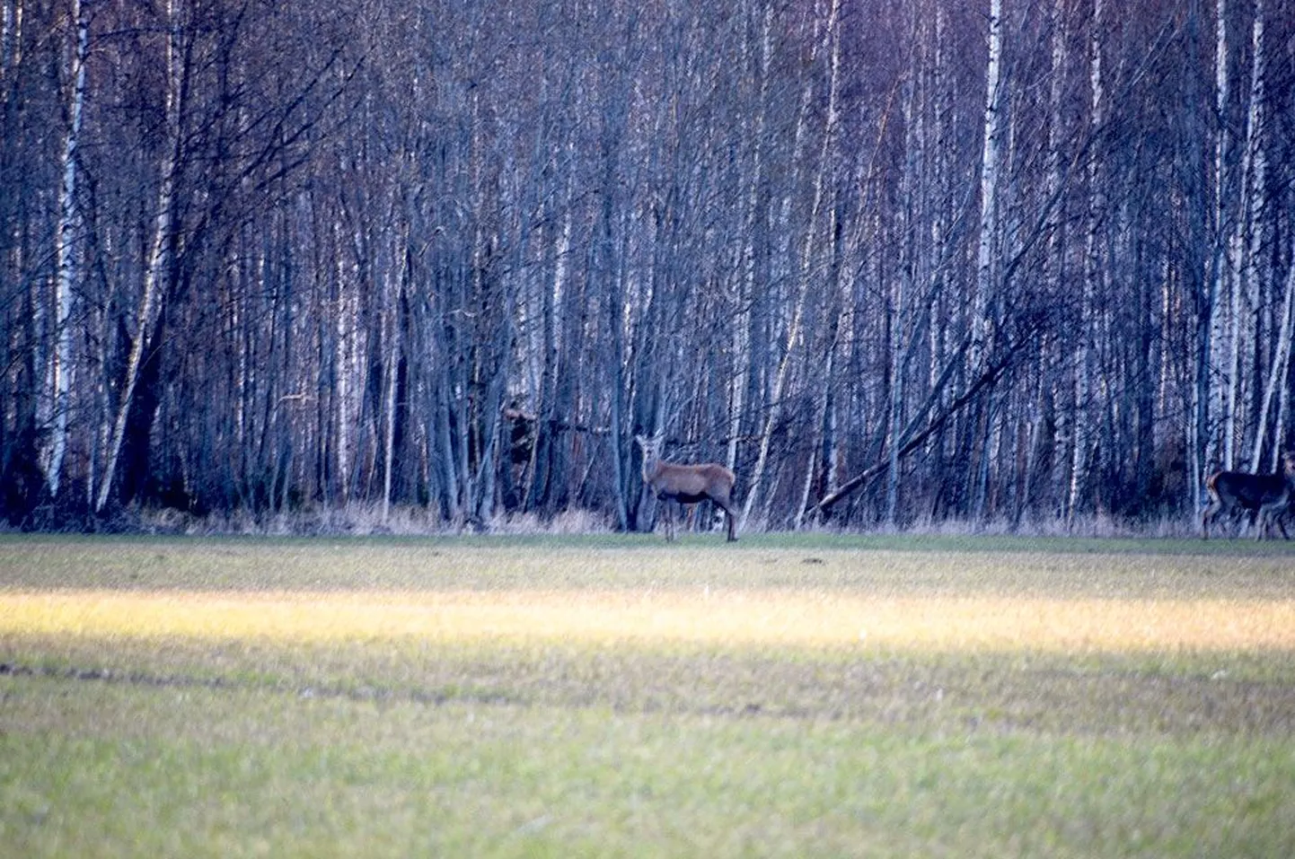 Puurmani vallas elavad punahirved käivad Tammiku küla põldudel maiustamas talinisuorasega. Pildistajale nad aga hea meelega ei poseeri ning kipuvad inimese lähenedes metsa põgenema.