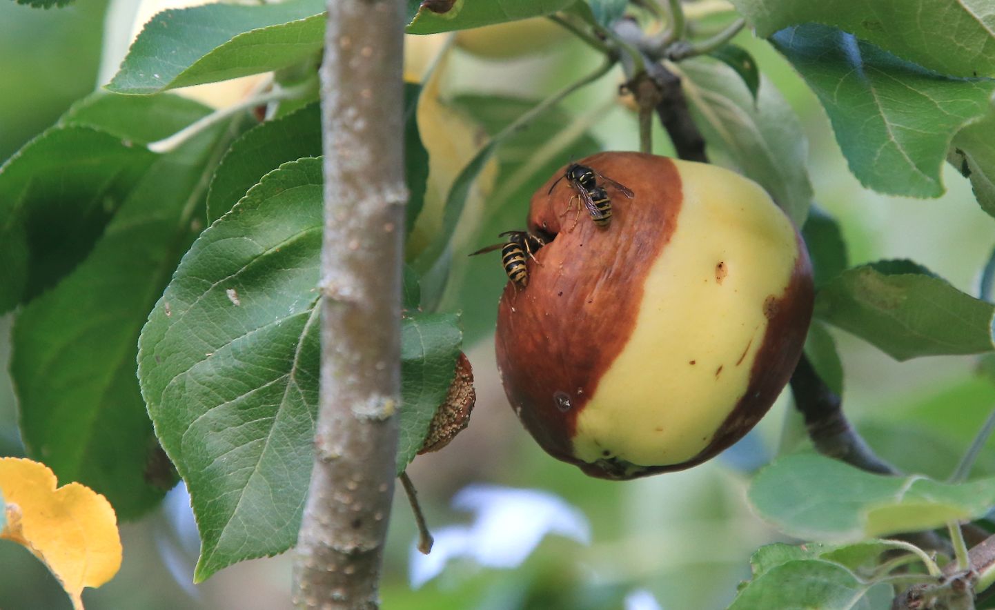 Mädanenud õunad kannavad haiguseid ja need tasub kompostimise asemel kaevata maasse.
