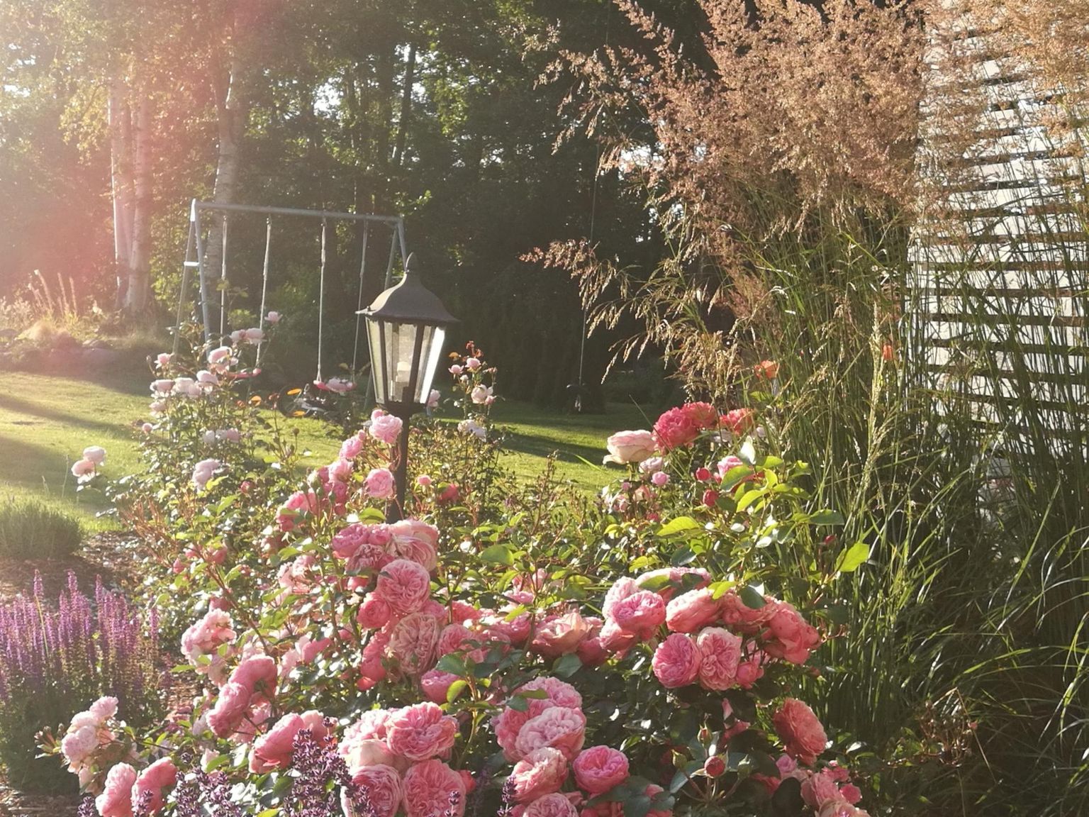 Hobiaednik Raili Kaibald, kes ei ole iluaiandust kunagi õppinud, on oma Hiiumaa-aeda rajanud katse-eksituse meetodil lilleaia, mis teenib ohtralt kiidusõnu.