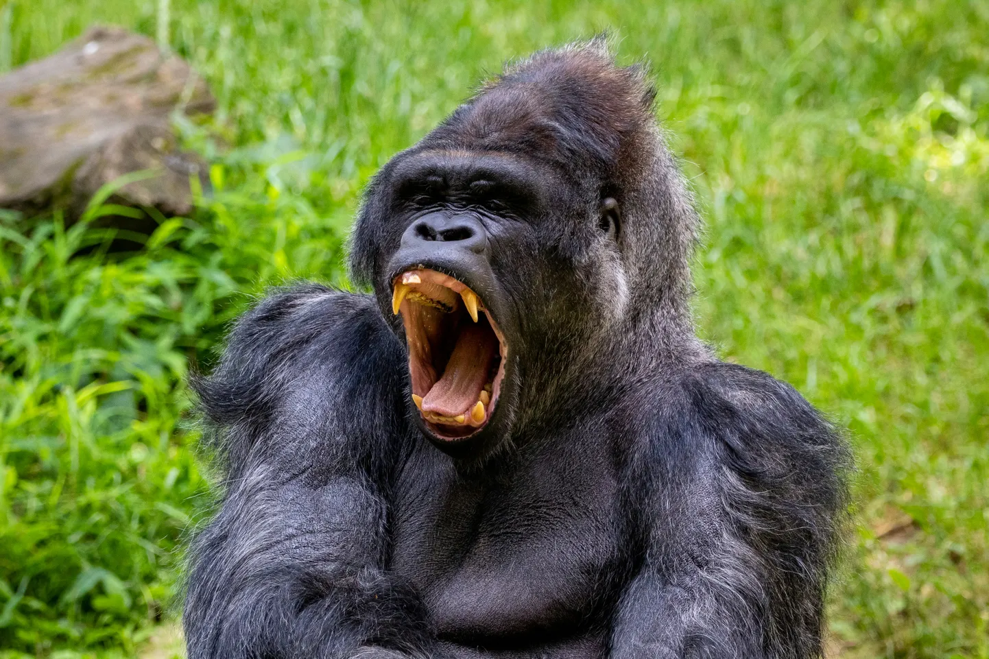 Füüsiliselt ei saaks inimene gorilla vastu ühelgi moel – samas: on raske ette kujutada, miks peaksid rahumeelsed gorillad üldse kaklema hakkama?