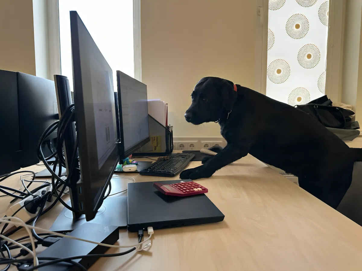 Projekteerimisbüroo kõige karvasem insener on labradori retriiver Gloria
