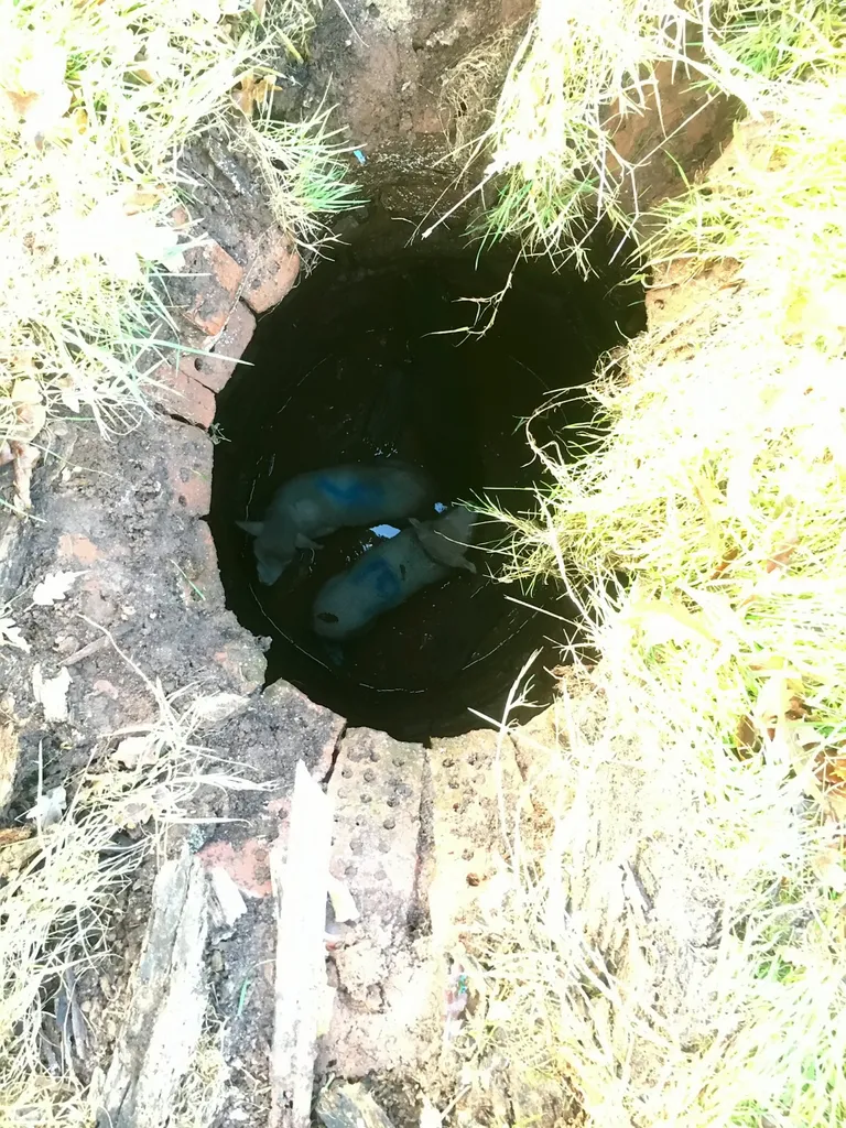 Ühendkuningriigis päästis farmer ajaloolisest kaevust Mrs Bean's Bottom kaks lammast