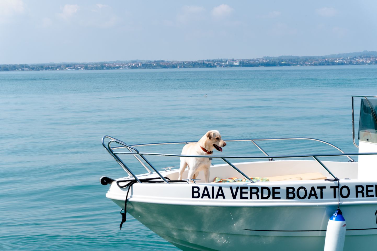 Suns uz laivas klāja. Ilustratīvs attēls.