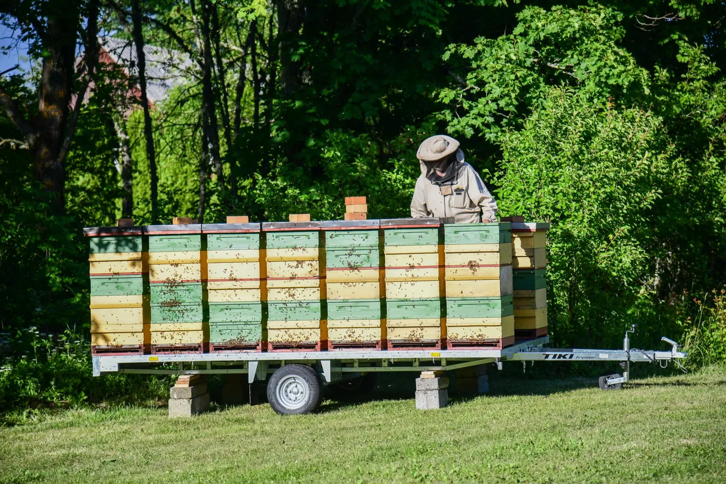 Sirje Mölderi mesilas on mesilased treileril valmis metsa korjemaadele sõiduks.