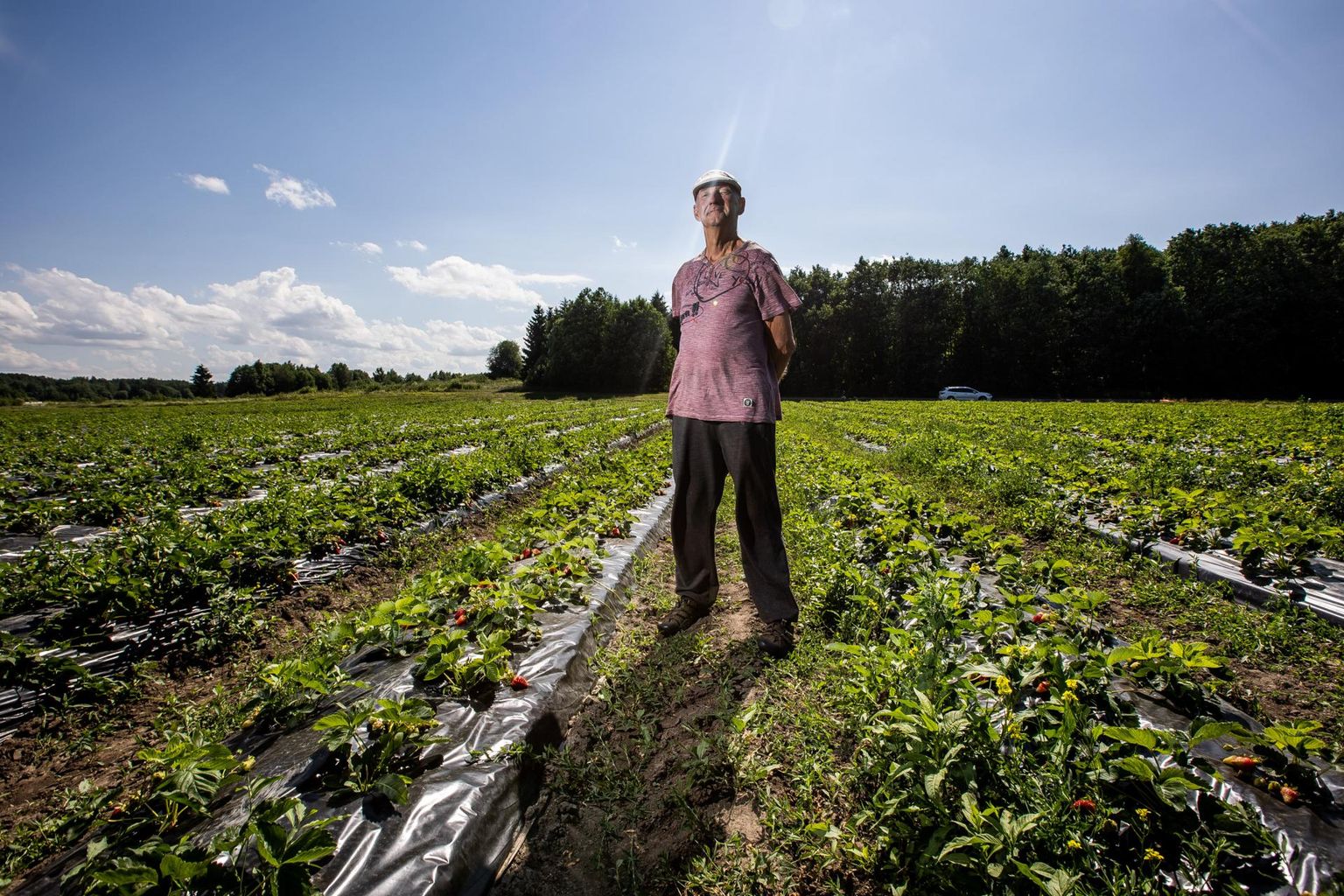 Harjumaal maasikaid kasvatav Gunnar Tärn on otsustanud järgmisest aastast kasvupinda poole võrra vähendada.