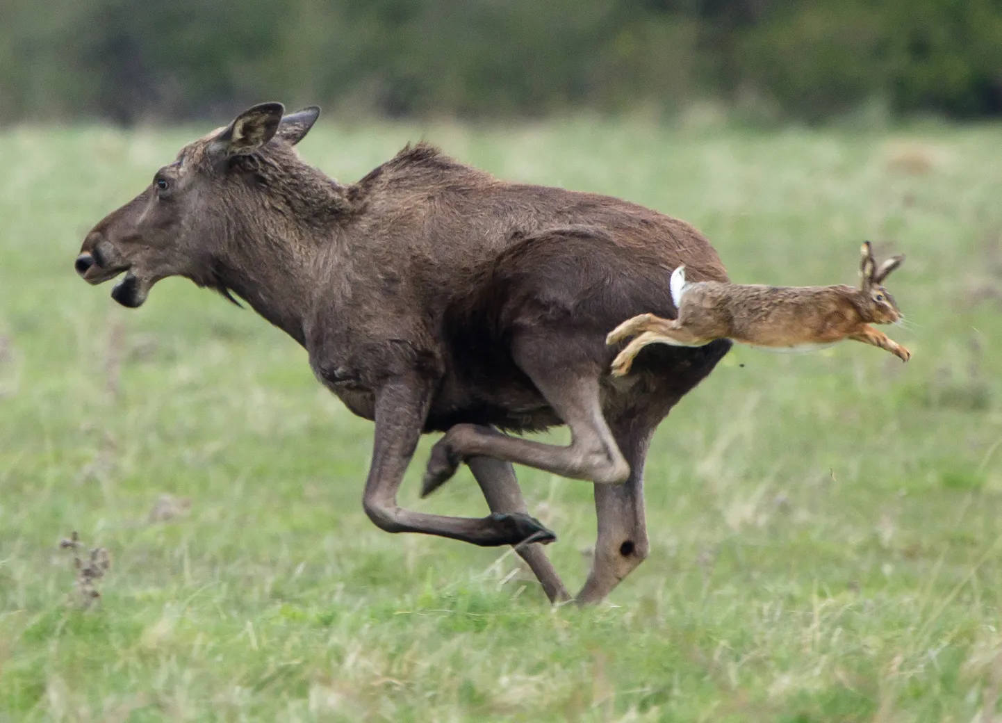 KRISTIANSTAD 2016-05-04
A moose and a hare look like they are giving each other a  fright  in a field near the city of Kristianstad, South Sweden.
Foto Hans Cronert / TT / kod 10648
** OUT SWEDEN **