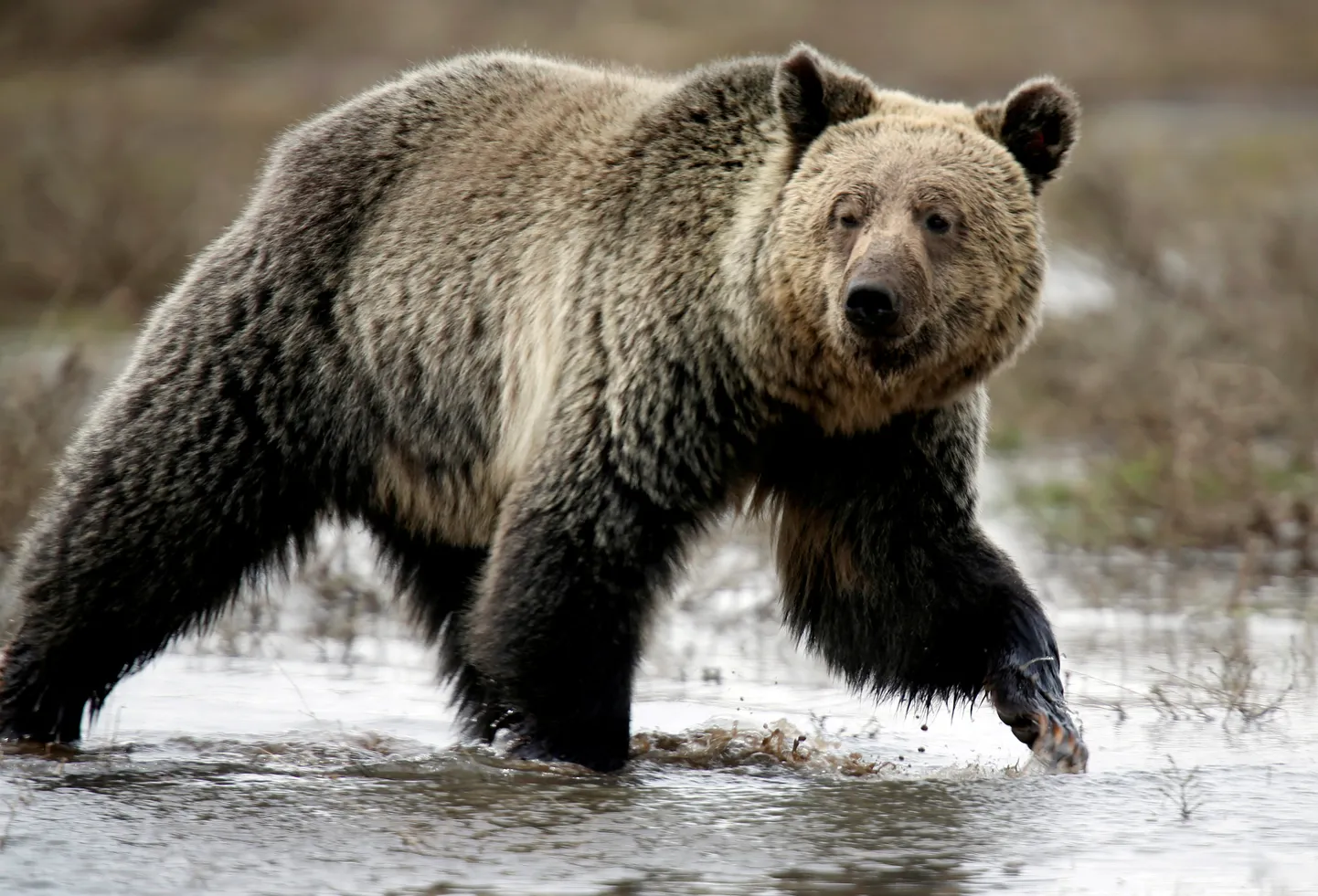 Üks USA Yellowstone'i rahvuspargi grislidest