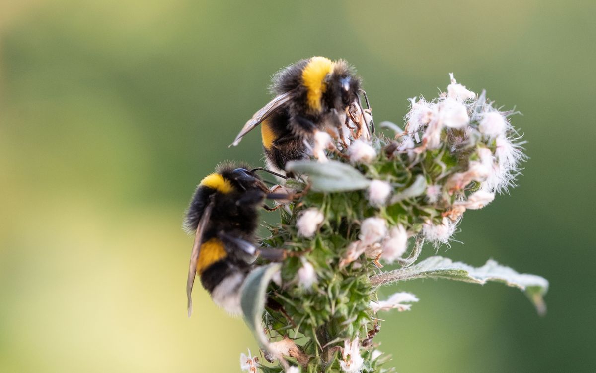 Mesilased on sõbrad kuni neile kogemata peale ei astu. Lemmikule võib nõelamine palju tõsisemad tagajärjed kaasa tuua.