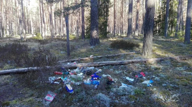 Prügi Koljaku-Palmse tee ääres metsa all.