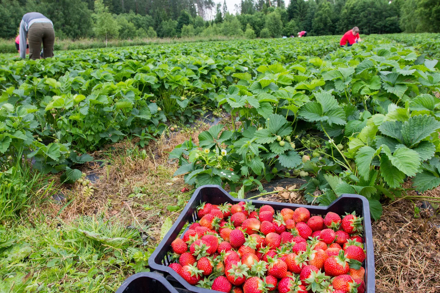 Mulgi Madli maasikad on üks külastuskoht Mulgimaa peremängus.