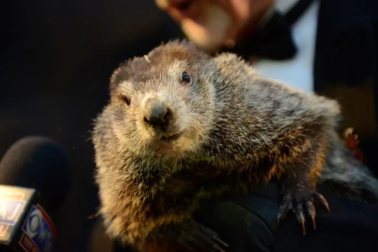 Metsümiseja Punxsutawney Phil langetas otsuse, et talv kestab veel kuus nädalat