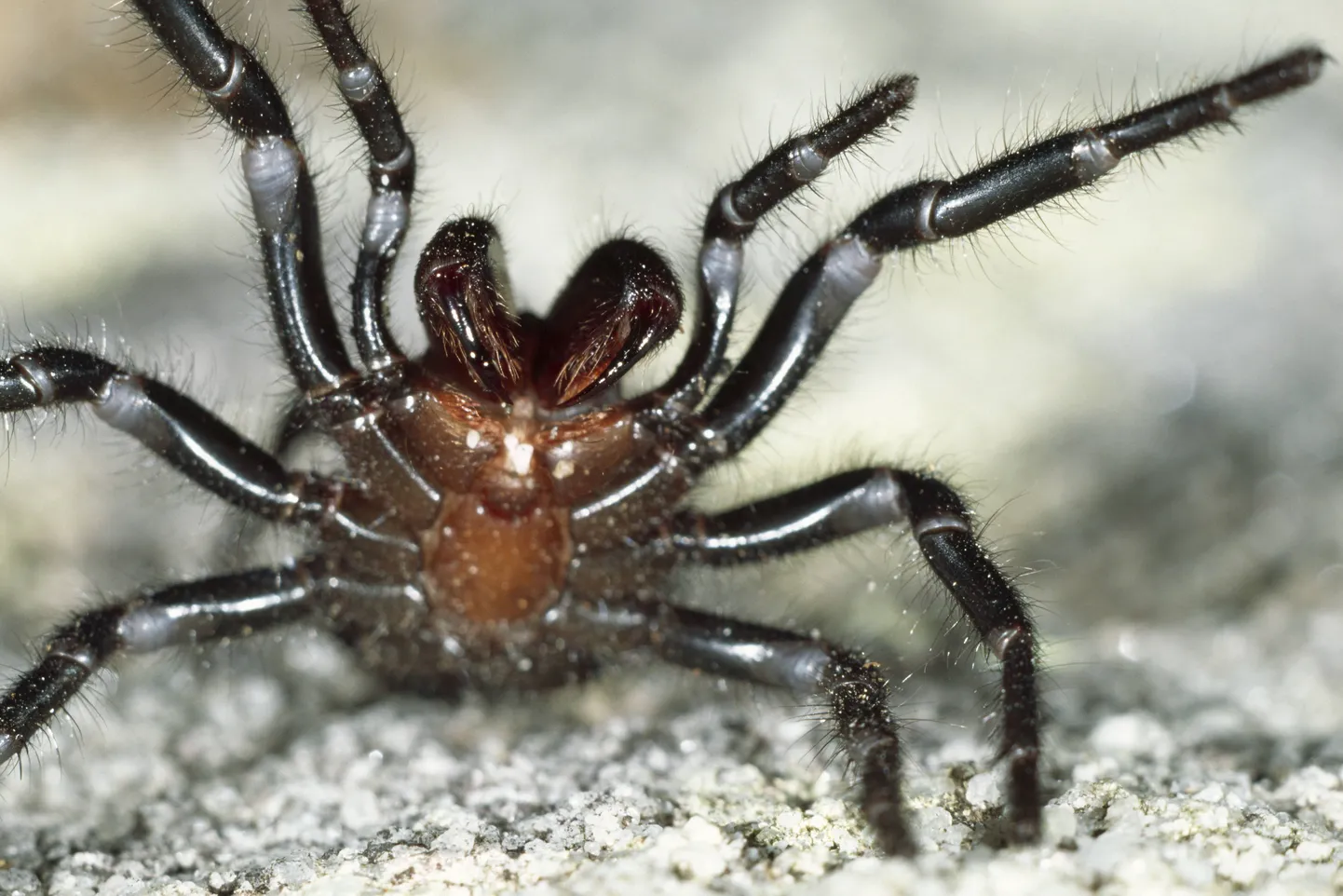 Atrax robustus ehk Sydney lehtervõrguämblik