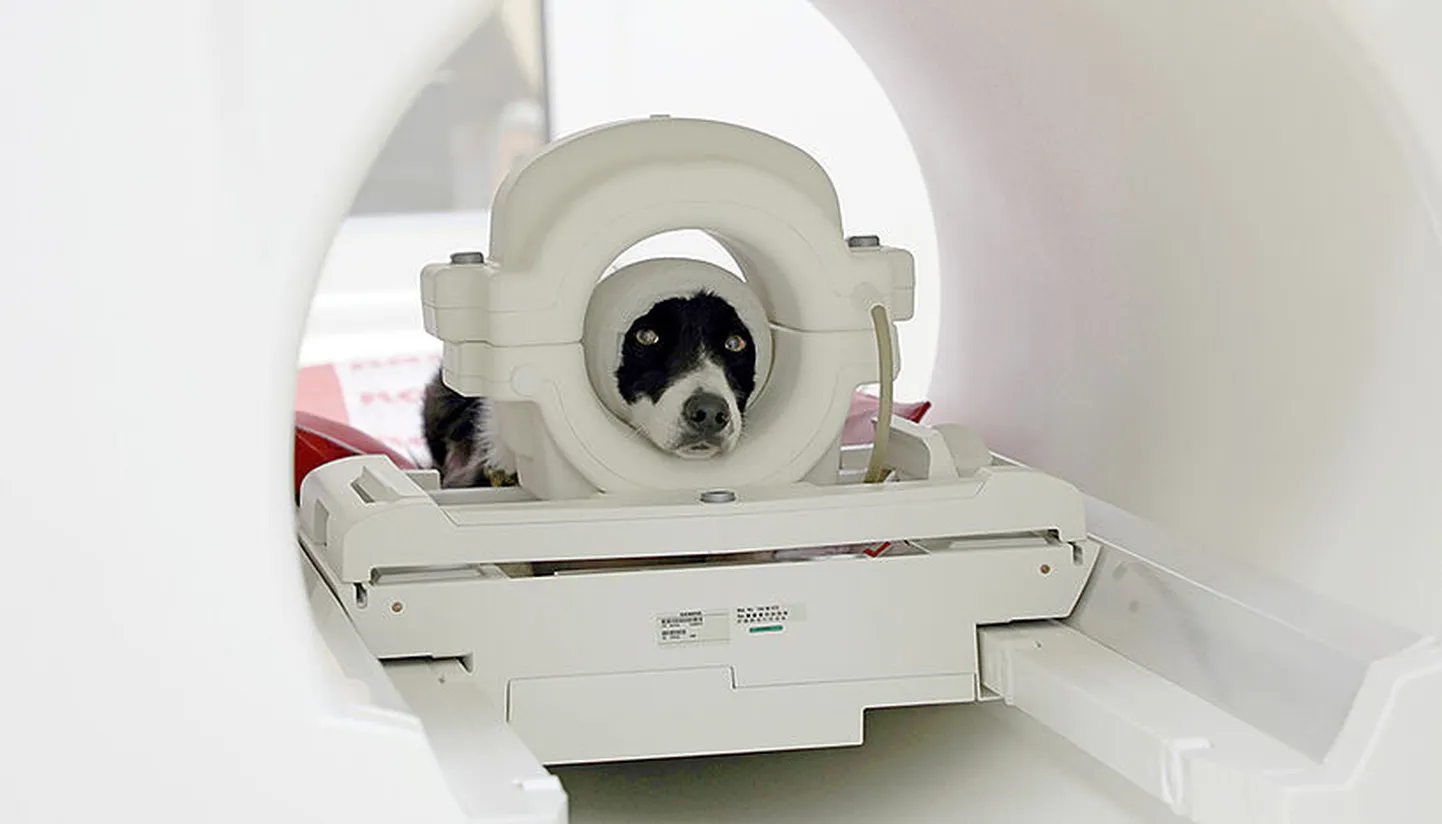 Koer Maeva on valmis MRT uuringuks. Pea ümber olev side toimib mürasummutajana.