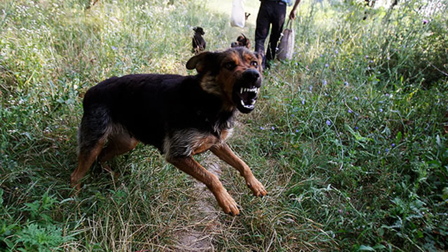 Raksta foto