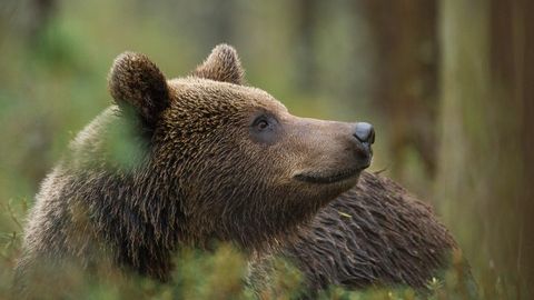 Животным этого года в Эстонии выбран медведь
