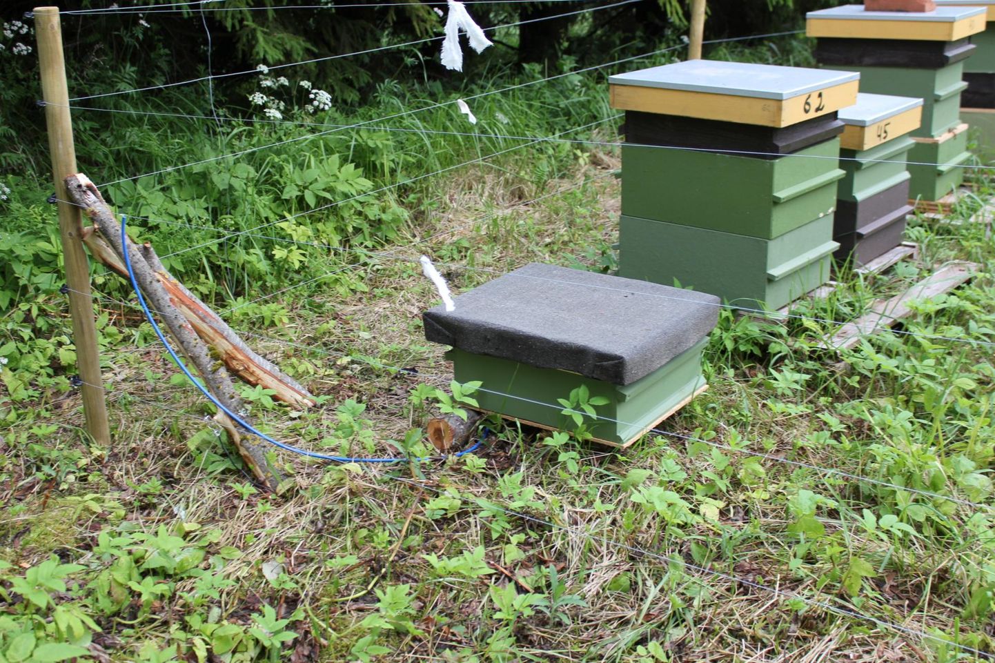 Korralikult ehitatud elektriaedik võib metslooma mesitaru juurest minema peletada.