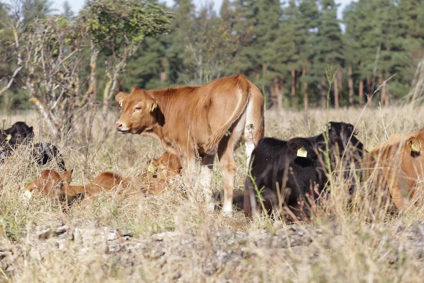 Lihatarbimist soovitatakse vähendada peamiselt seetõttu, et väga suur osa kasvuhoonegaasidest toodetakse põllumajandussektoris.