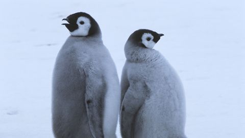 Kliimamuutus ohustab Antarktika keiserpingviine