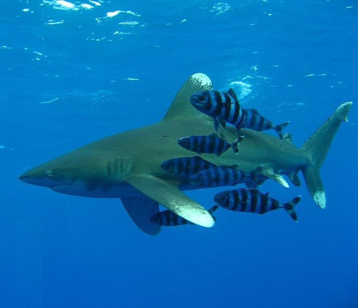Carcharhinus longimanus ja pilootkalad Punases meres