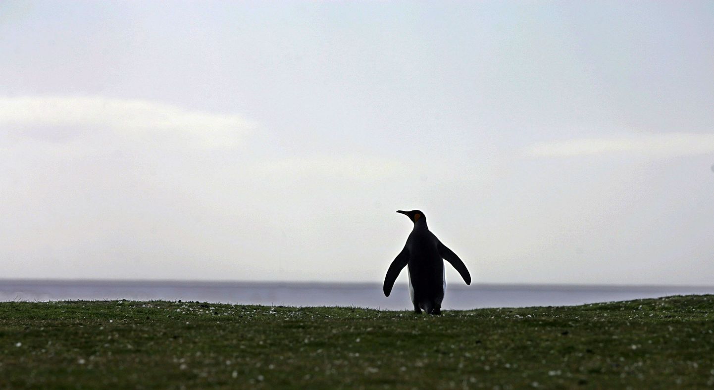 Pingviinid hukkuvad sageli pikkadel rännuteedel.