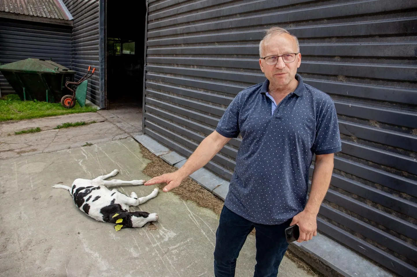 Rätsepa talu peremees Ants Kitsing rääkis, et laudu ees nägi ta lamavat vasikat, kes oli surnud. Sisse astudes märkas ta aga võsavillemit, kes oli juba teise vasika kallal.