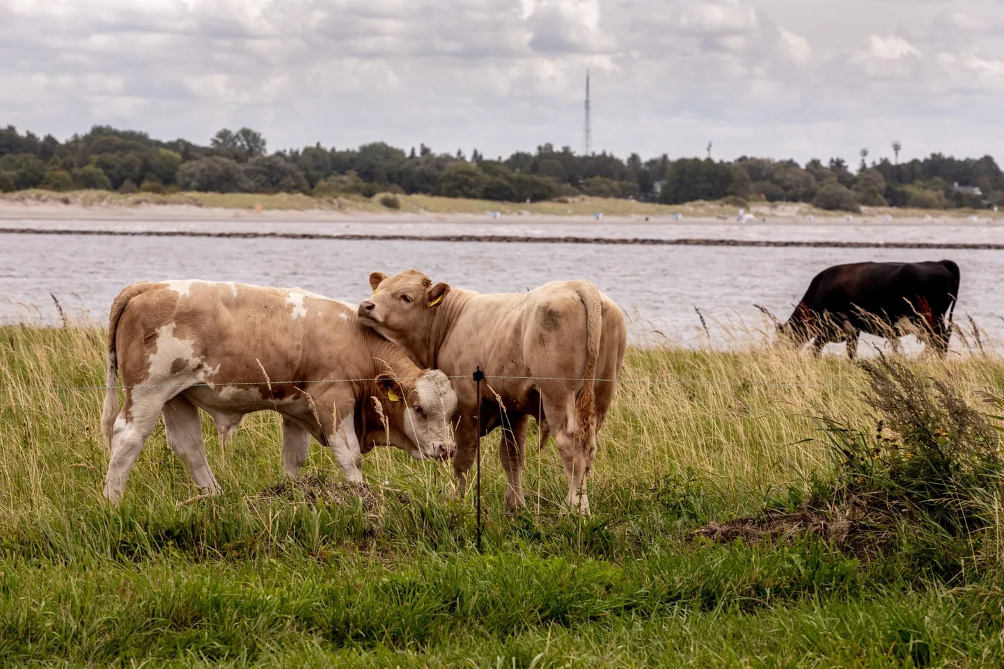 Veised Vana-Pärnu rannaniidul.