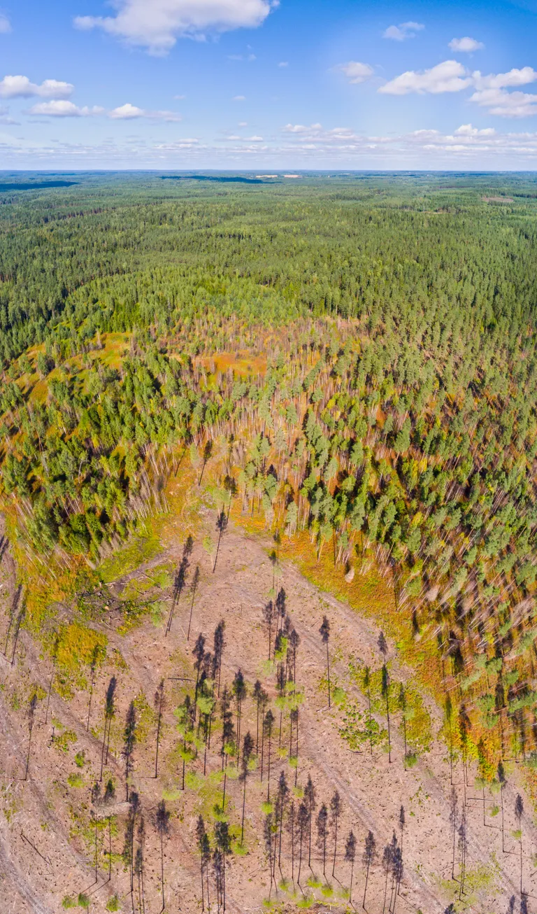 Aitsra küla mets. Maastikupõleng on jätnud jälje: arvukalt kuivanud puud ja elutu metsaalune.