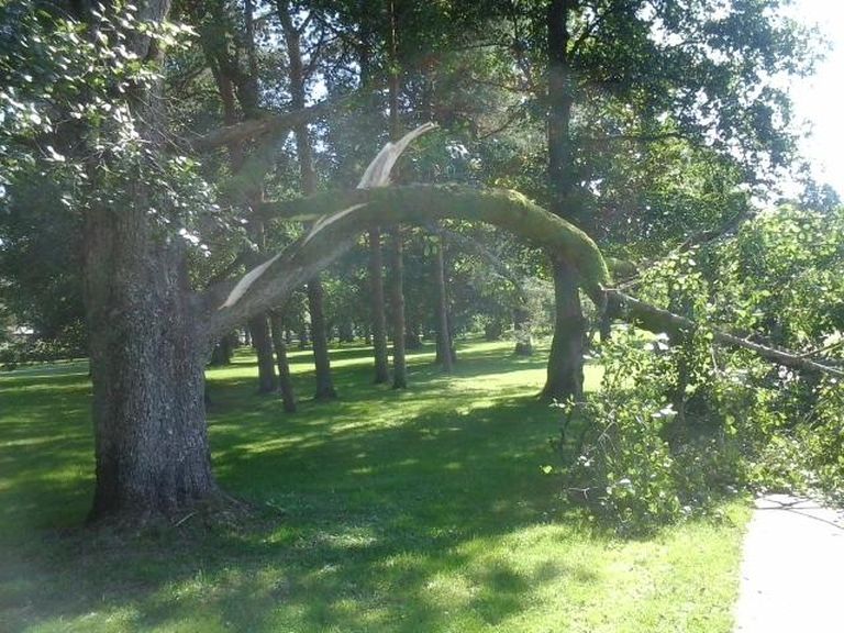 Pärnu Rannapargis jäi umbes viieaastane laps eile pärastlõunal jalgteele kukkunud suure puuoksa alla.