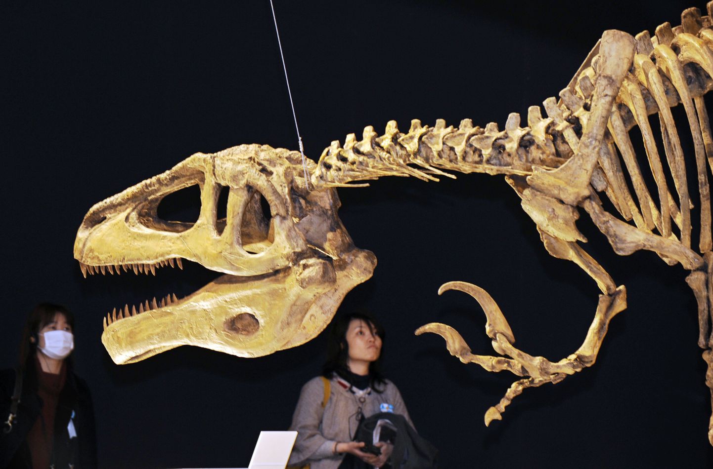 Hiidsisaliku Megaraptori skelett