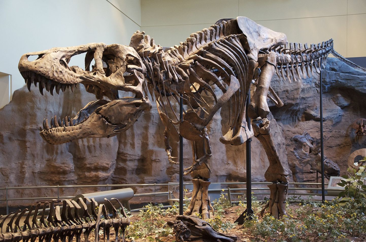 "Tyrannosaurus rex" eksponāts Kārnegī dabas muzejā Pitsburgā, ASV