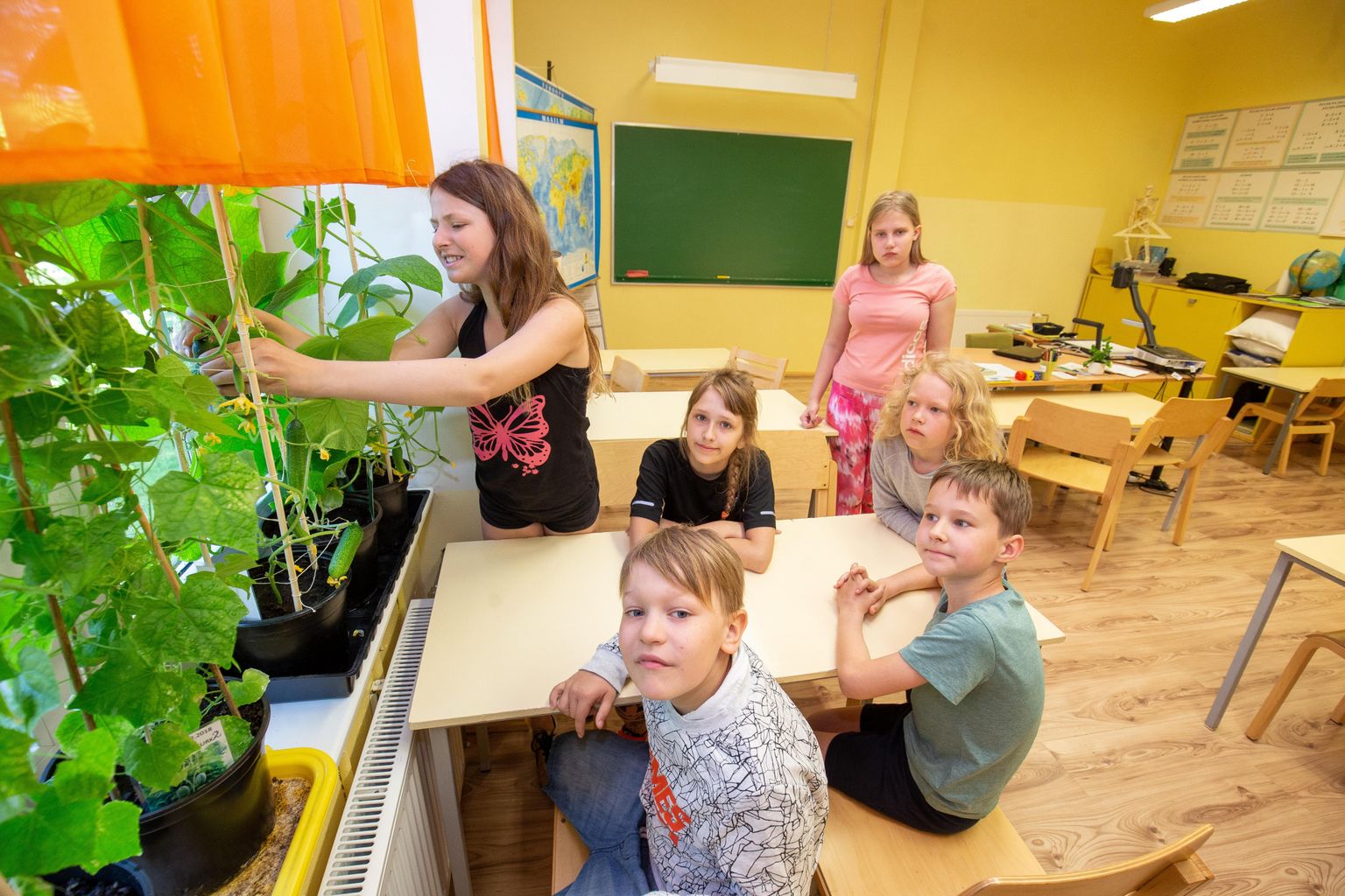 Mullu kasvatasid tuhanded lapsed üle Eesti kurke, teiste seas ka Ambla lasteaed-põhikooli õpilased.
