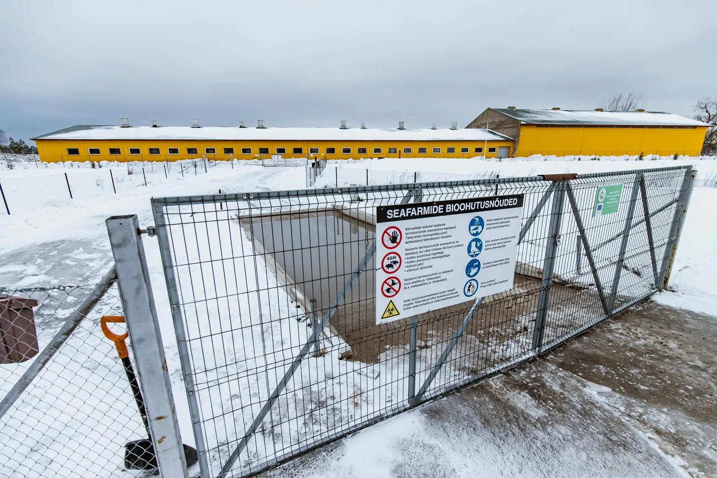 OÜ Lõpe Agro Kihlepa seafami väraval on bioohutusnõuete infotahvel ja värava taga desovann.