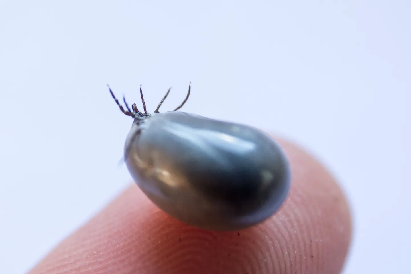 Lyme'i tõbi levib puukidega.