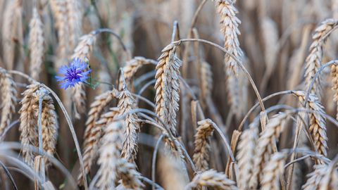 PÄEVAHOROSKOOP ⟩ 30. märts: Skorpionil on partnerlus esmatähtis, Sõnn tunneb end suurepäraselt