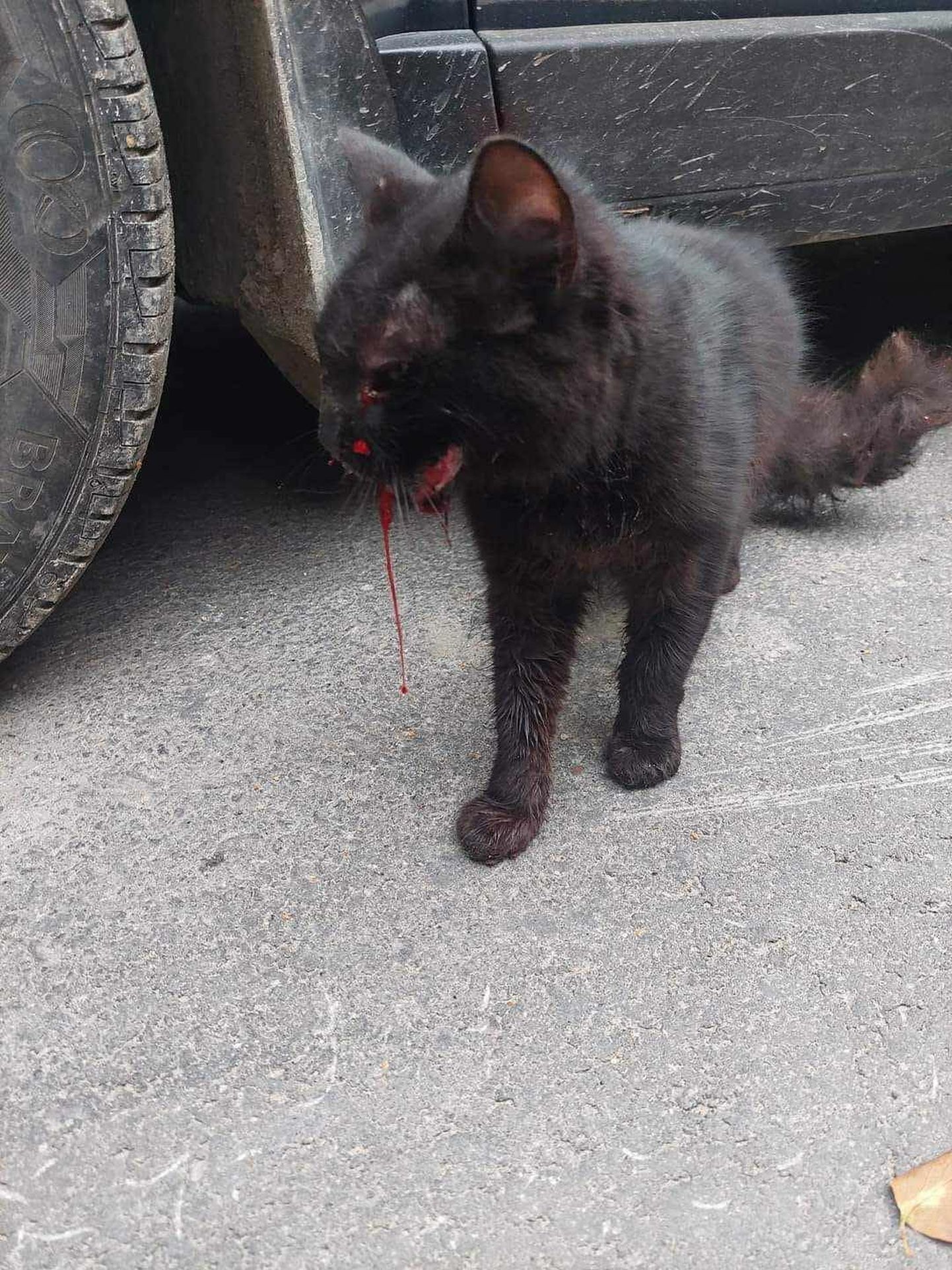 В таком состоянии кошку нашла неравнодушная жительница Палдиски. Ее пост в Facebook увидел волонтер Cats Help MTÜ и поспешил на помощь.