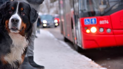 Anekdoot: koeraga bussis