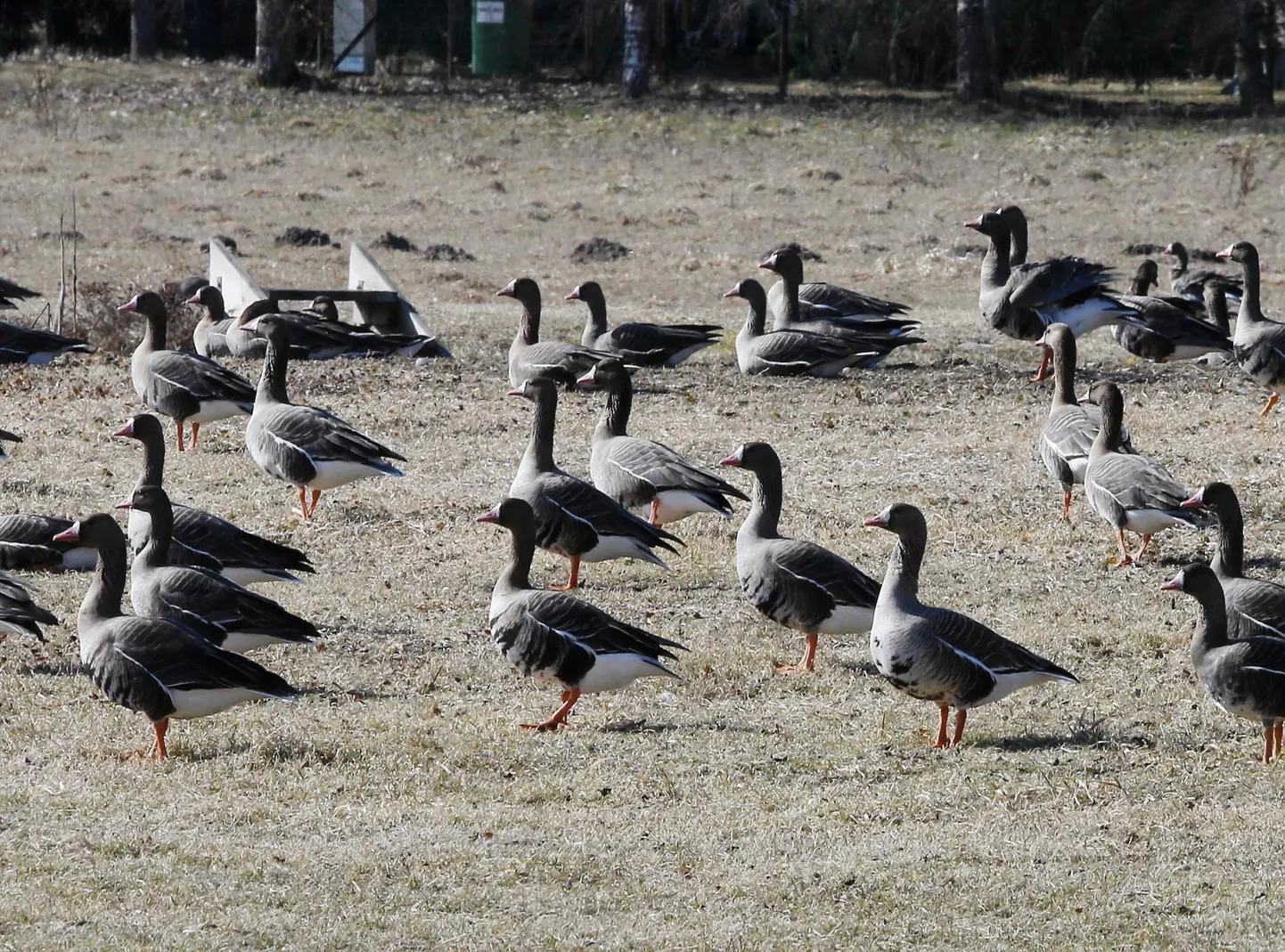 Haned käivad põldudel parvedena ja käituvad juhtlindude juhiste järgi. Kui juhid põllult lahkuvad, lahkub kogu parv.