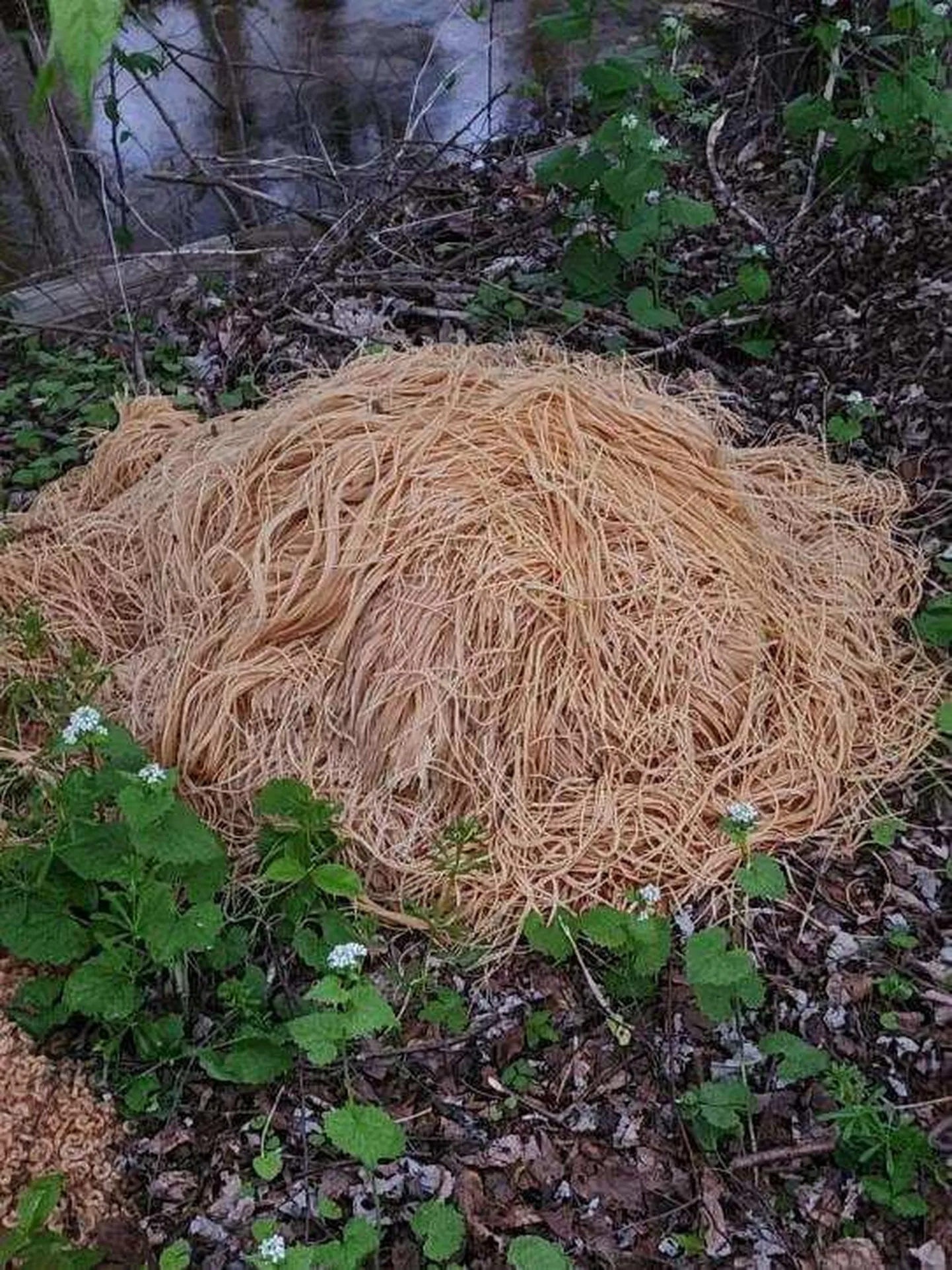 Raksta foto