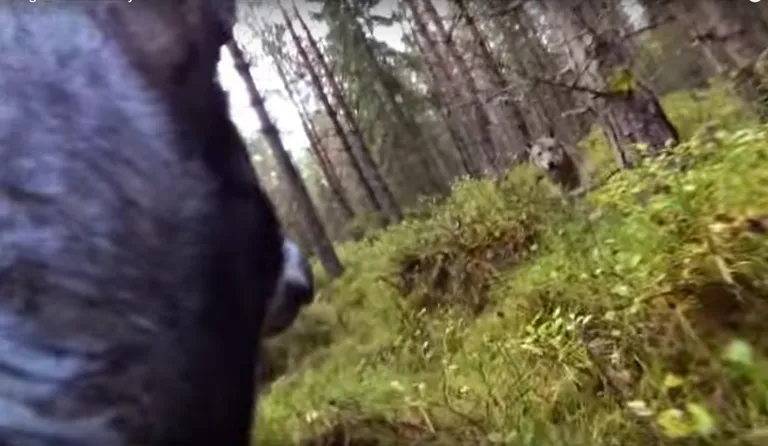 Foto: Kuvatõmmis videost