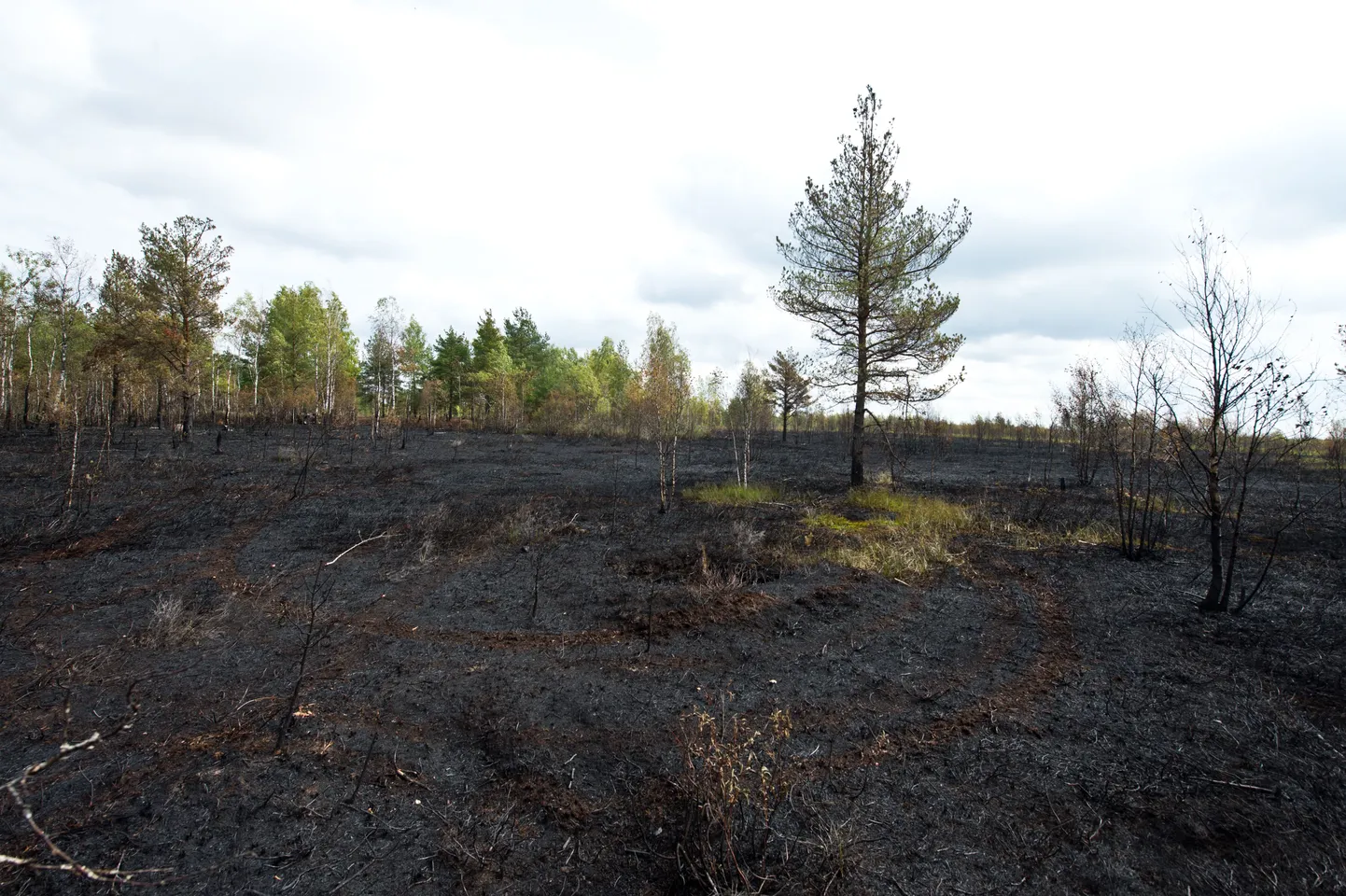 Harjumaal Kloogal põles rabapinnas.
