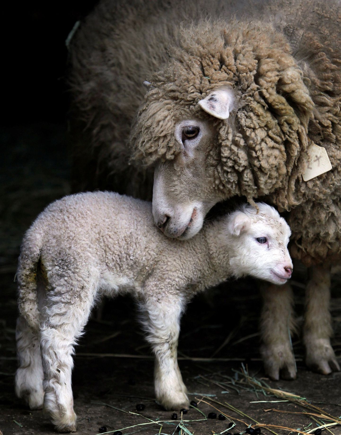 Rootsis sündis lambal korraga kuus tallekest.