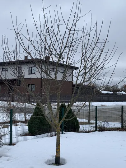 Õunapuude pügamise aeg.