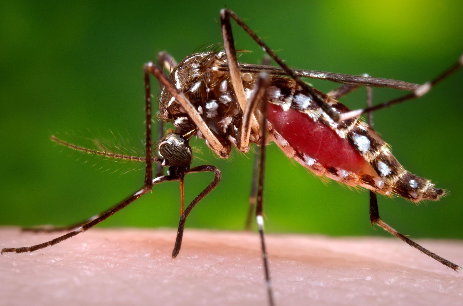 Zika viirus levib moskiitode kaudu