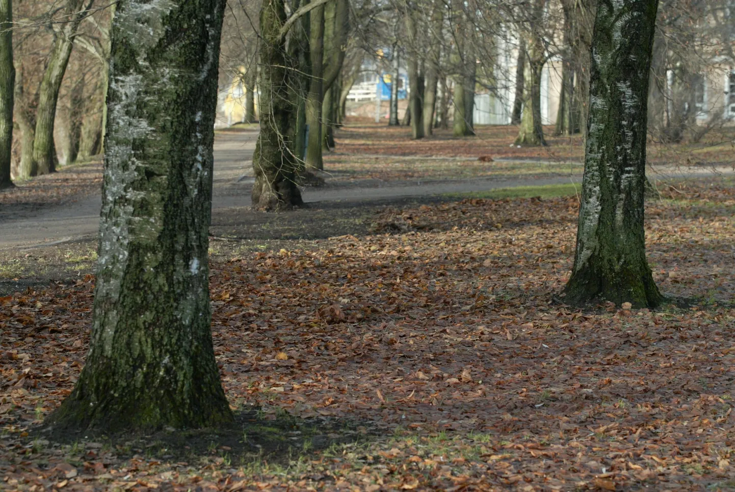 Sügisene park